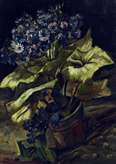 'Pot de cineraires' (Cineraria in a Flowerpot) Peinture de Vincent van Gogh (1853-1890), 1886 Dim 54, 5x45