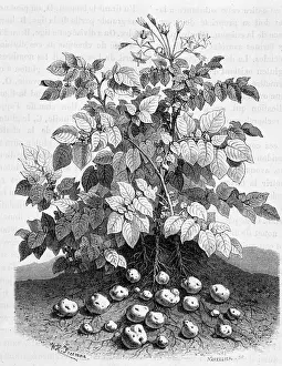 Potato and starchy tubers of its roots - Fig tree, 19th century Potato and starchy tubers of its roots - Fig tree, 19th century