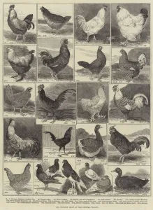 The Poultry Show at the Crystal Palace (engraving) The Poultry Show at the Crystal Palace (engraving)