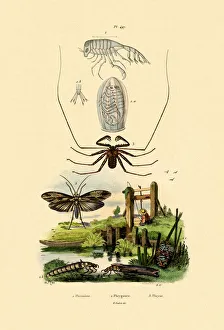Pram Bug Amphipod, 1833-39 (coloured engraving) Pram Bug Amphipod, 1833-39 (coloured engraving)