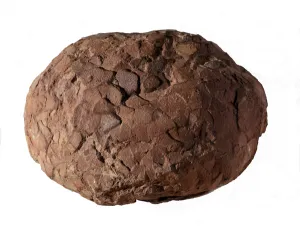 Prehistory: dinosaur egg found in Provence. Mesozoic era, Jurassic period Prehistory: dinosaur egg found in Provence. Mesozoic era, Jurassic period