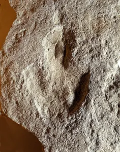 Prehistory: fossil fingerprint of dinosaur. Mesozoic era, Jurassic period Prehistory: fossil fingerprint of dinosaur. Mesozoic era, Jurassic period