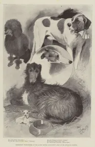 St Bernard Gallery: Premiership Prize-Winners at the Ladies Kennel Associations Show at the Botanical Gardens (litho)