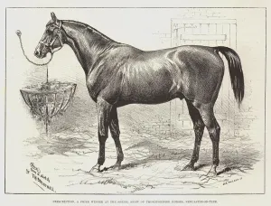 Prescription, a Prize Winner at the Spring Show of Thoroughbred Horses, Newcastle-on-Tyne (engraving) Prescription, a Prize Winner at the Spring Show of Thoroughbred Horses, Newcastle-on-Tyne (engraving)