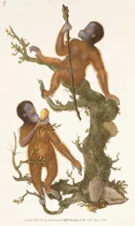 Two Primates on a Tree, 1823 (hand-coloured engraving, on woven paper) Two Primates on a Tree, 1823 (hand-coloured engraving, on woven paper)