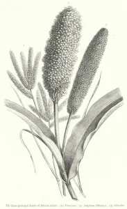 The three principal kinds of African millet (engraving) The three principal kinds of African millet (engraving)