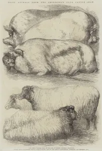 Prize Animals from the Smithfield Club Cattle Show (engraving) Prize Animals from the Smithfield Club Cattle Show (engraving)