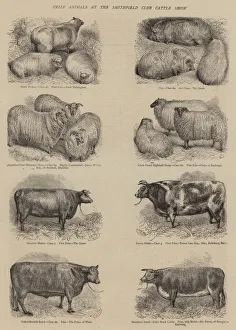 Prize Animals at the Smithfield Club Cattle Show (engraving) Prize Animals at the Smithfield Club Cattle Show (engraving)