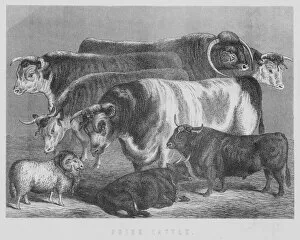 Prize cattle (litho)