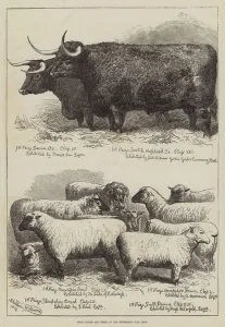 Prize Cattle and Sheep at the Smithfield Club Show (engraving) Prize Cattle and Sheep at the Smithfield Club Show (engraving)
