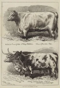 Prize Cattle at the Smithfield Club Show (engraving) Prize Cattle at the Smithfield Club Show (engraving)