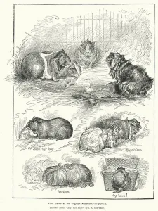Prize Cavies at the Brighton Aquarium (engraving) Prize Cavies at the Brighton Aquarium (engraving)