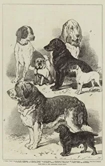 St Bernard Gallery: Prize Dogs at the Alexandra Palace Show (litho)