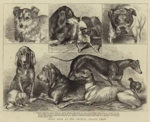 Prize Dogs at the Crystal Palace Show (engraving) Prize Dogs at the Crystal Palace Show (engraving)