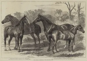 Prize Horses in the Show at the Agricultural Hall (engraving) Prize Horses in the Show at the Agricultural Hall (engraving)