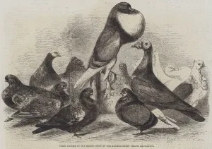 Prize Pigeons at the Recent Show of the Halifax Fancy Pigeon Association (engraving) Prize Pigeons at the Recent Show of the Halifax Fancy Pigeon Association (engraving)