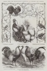 Prizes from the Metropolitan Exhibition of Poultry and Pigeons (engraving) Prizes from the Metropolitan Exhibition of Poultry and Pigeons (engraving)