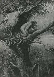Probably arboreal - pictured by R L S (litho)