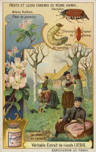 Protecting apple trees from attack by caterpillars in an orchard in the Netherlands Protecting apple trees from attack by caterpillars in an orchard in the Netherlands