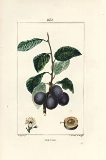 Prune - Plum or plum tree, Prunus domestica, with fruit, leaf, blossom, branch and ripe fruit in section