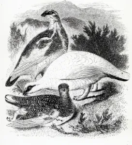 The Ptarmigan, illustration from A History of British Birds by William Yarrell The Ptarmigan, illustration from A History of British Birds by William Yarrell