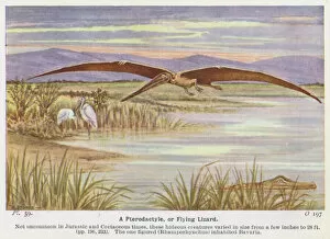 Inhabited Gallery: A Pterodactyle, or Flying Lizard (colour litho)