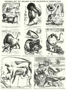 Punch cartoon: Specimens Not Yet Included in the Collection at Regent's Park (London Zoo) (engraving) Punch cartoon: Specimens Not Yet Included in the Collection at Regent's Park (London Zoo) (engraving)
