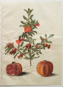 Punica granatum from the album Gottorfer Codex, c.1650 (gouache on parchment) Punica granatum from the album Gottorfer Codex, c.1650 (gouache on parchment)