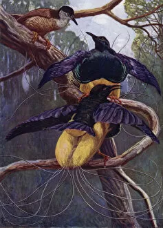 The Purple and Gold Bird of Paradise (colour litho)
