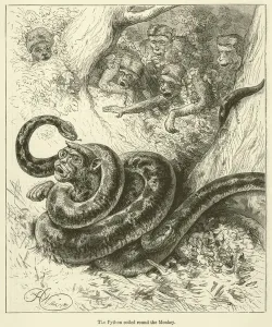 The Python coiled round the Monkey (engraving) The Python coiled round the Monkey (engraving)