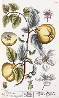 Quince (Cydonea mala cotonea majora), c.1750-65 (hand-coloured engraving) Quince (Cydonea mala cotonea majora), c.1750-65 (hand-coloured engraving)