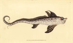 Rabbitfish or sea monster, Chimaera monstrosa. Near threatened Rabbitfish or sea monster, Chimaera monstrosa. Near threatened