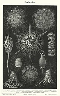 Radiolaria (engraving) Radiolaria (engraving)