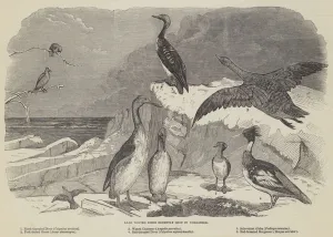 Anser Gallery: Rare Winter Birds recently shot in Yorkshire (engraving)