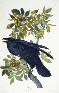 Raven, (hand-coloured etching with aquatint engraving) Raven, (hand-coloured etching with aquatint engraving)