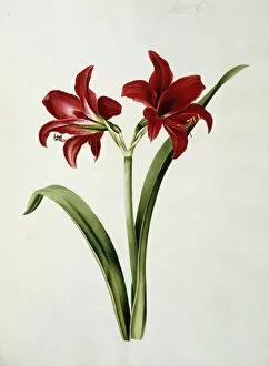 Dimitri Chiparus Gallery: Red Amaryllis, 1839 (watercolour drawing)