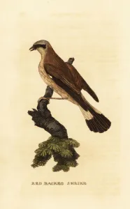 Red-backed shrike, Lanius collurio Red-backed shrike, Lanius collurio