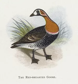 The Red-breasted Goose (chromolitho)