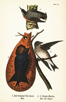 Color Lithograph Gallery: Red-breasted nuthatch, Sitta canadensis, male 1, and purple martin, Progne subis, male 2