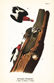Color Lithograph Gallery: Red-headed woodpecker, Melanerpes erythrocephalus, male 1, female 2, young 3