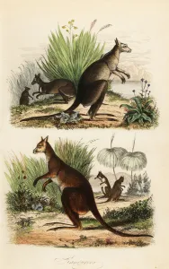 Red kangaroo, Macropus rufus (bottom), eastern grey kangaroo, Macropus giganteus (top right), and dusky wallaby Red kangaroo, Macropus rufus (bottom), eastern grey kangaroo, Macropus giganteus (top right), and dusky wallaby