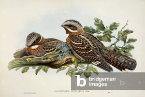 Red-necked Nightjar (Caprimulgus ruficollis), lithograph from Birds of Great Britain Red-necked Nightjar (Caprimulgus ruficollis), lithograph from Birds of Great Britain