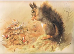 Red Squirrel, from Thorburn's Mammals published by Longmans and Co, c Red Squirrel, from Thorburn's Mammals published by Longmans and Co, c