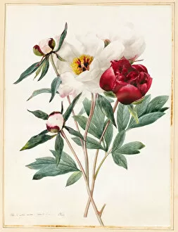 Images Dated 17th September 2012: Red and White Herbaceous Paeonies, 1829 (w / c with some bodycolour on vellum)