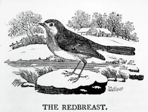 The Redbreast, illustration from The History of British Birds by Thomas Bewick