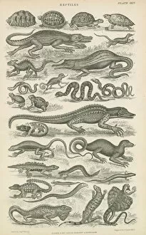 Reptiles (engraving)