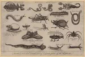 Reptiles and Insects of Various parts of the World (engraving) Reptiles and Insects of Various parts of the World (engraving)