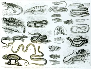 Reptiles, Serpents and Lizards (litho) (b/w photo) Reptiles, Serpents and Lizards (litho) (b/w photo)