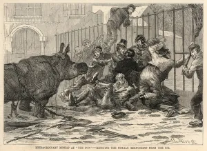 Rescuing the female rhinoceros from the ice (SH) Rescuing the female rhinoceros from the ice (SH)