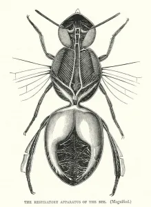 The Respiratory Apparatus of the Bee, Magnified (engraving) The Respiratory Apparatus of the Bee, Magnified (engraving)